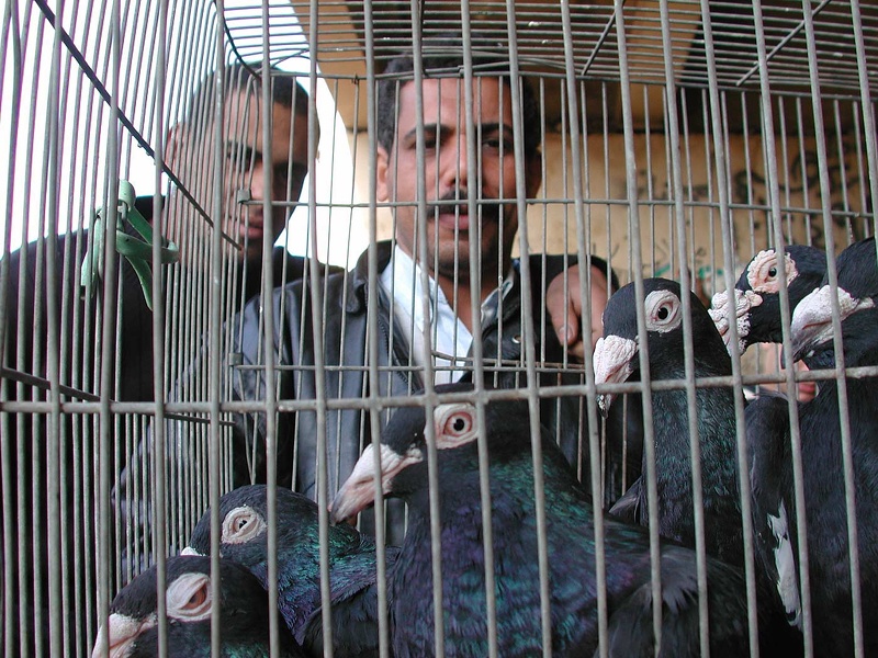 Bird market. Alexandria  2004 