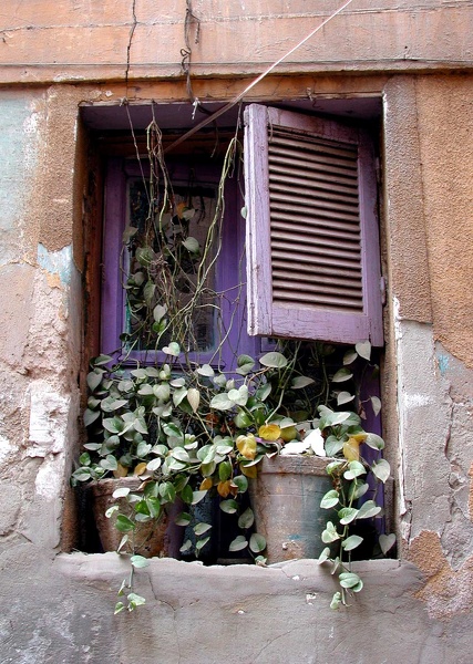 Mauve shutters  