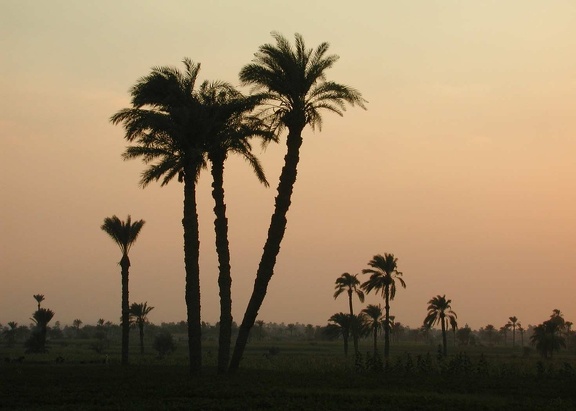 Oasis du Fayoum