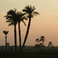 Oasis du Fayoum