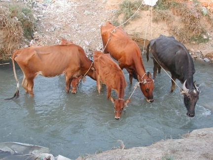 Canal d'irrigation