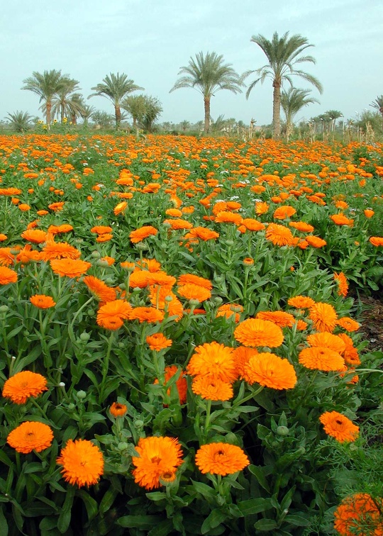 Calendula officinalis  