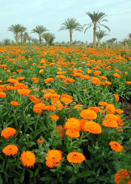 Soucis (Calendula officinalis)