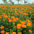 Calendula officinalis  