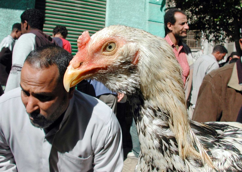 Bird market. Alexandria   