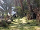 Palm grove 