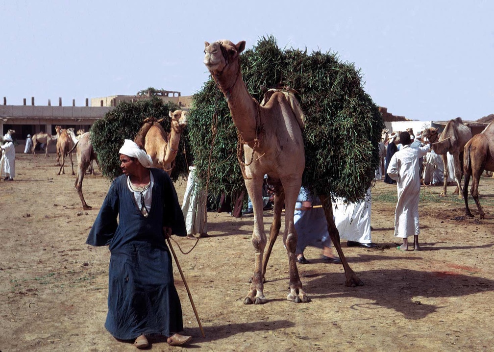 Camel market. Embaba  