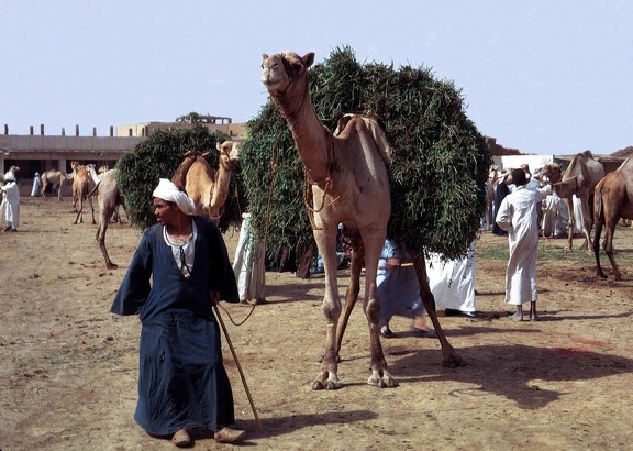  Mercado de camellos