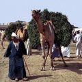 Camel market. Embaba  