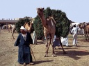 Camel market. Embaba  