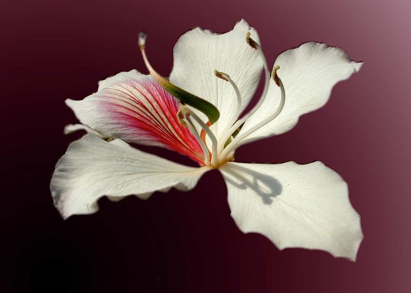 Bauhinia (arbre à orchidées) 