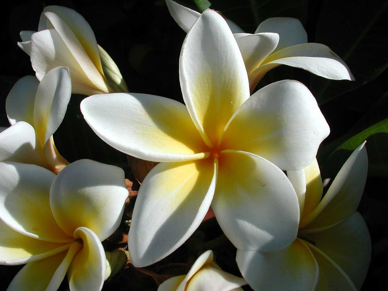 Frangipani (Plumeria alba)  