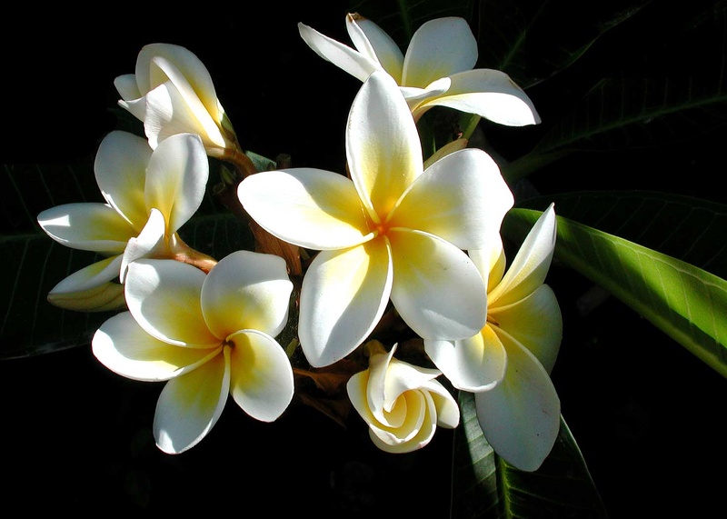 Frangipanier (Plumeria alba) 