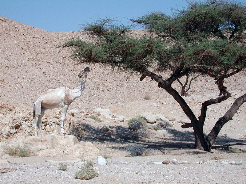 Sinai Desert 