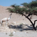 Sinai Desert 