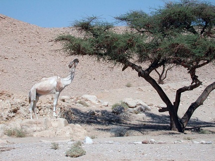 Sinai Desert 