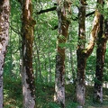 Forêt en Chartreuse