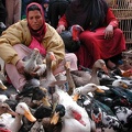 Bird market. Alexandria  2004 