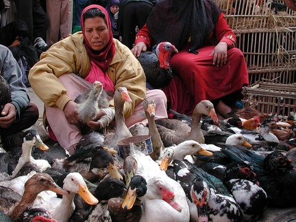 Marché aux oiseaux. Alexandrie 2004 