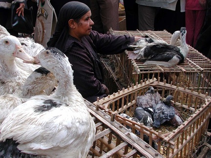 Bird market. Alexandria   