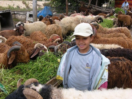 Fisherman, 2006 