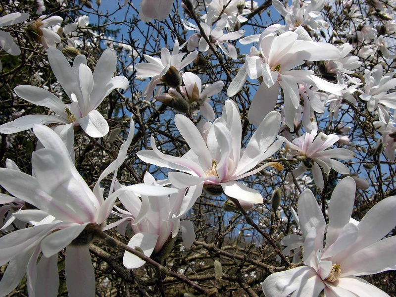 Magnolia