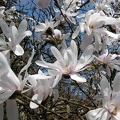 Magnolia