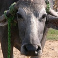 Búfalo de agua (gamousse) 