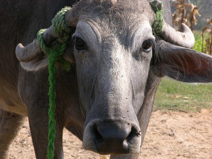 Búfalo de agua (gamousse) 