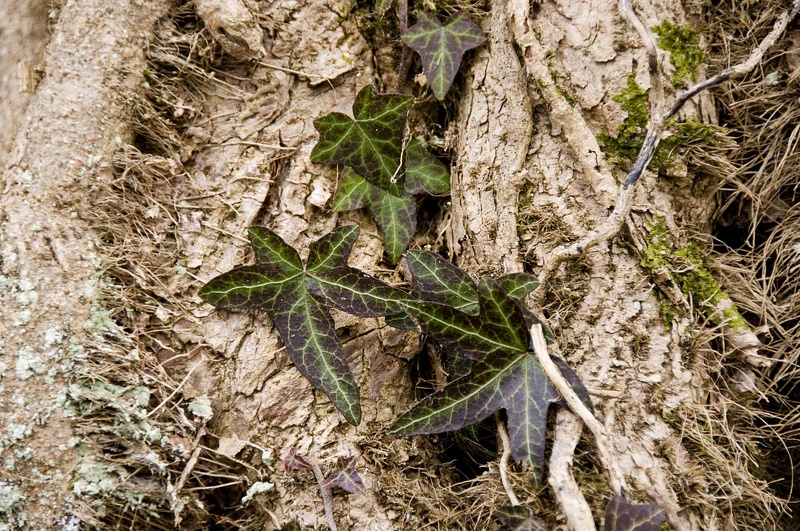 Lierre grimpant (Hedera helix) 