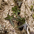 Common ivy (Hedera helix)  