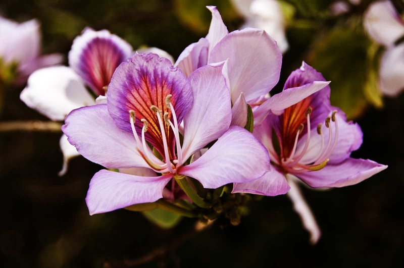 Bauhinia (arbre à orchidées) 