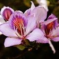 Bauhinia (arbre à orchidées) 