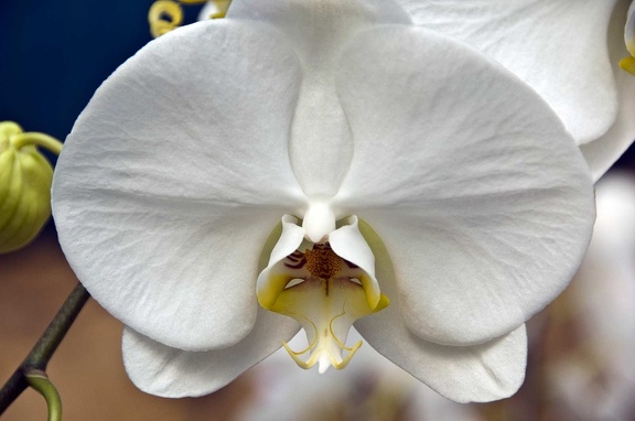 Orchidée (Phalaenopsis amabilis) 