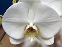 Orchidée (Phalaenopsis amabilis) 