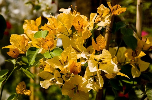 Bougainvillée (Bougainvillea)