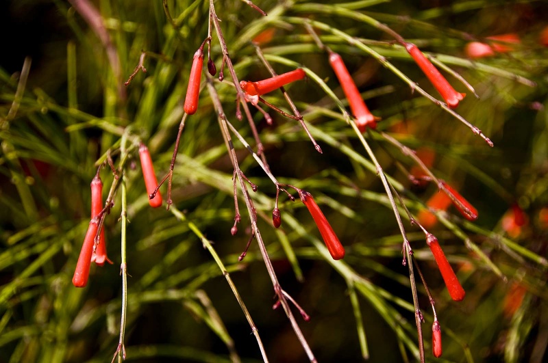 Fleurs et plantes