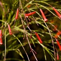 Flowers and plants  