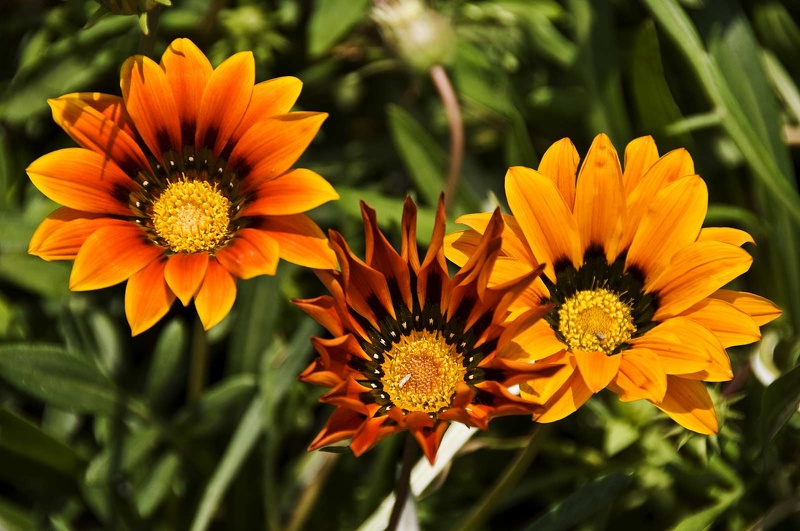 Fleurs et plantes