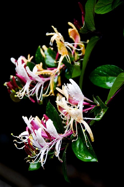 honeysuckle  