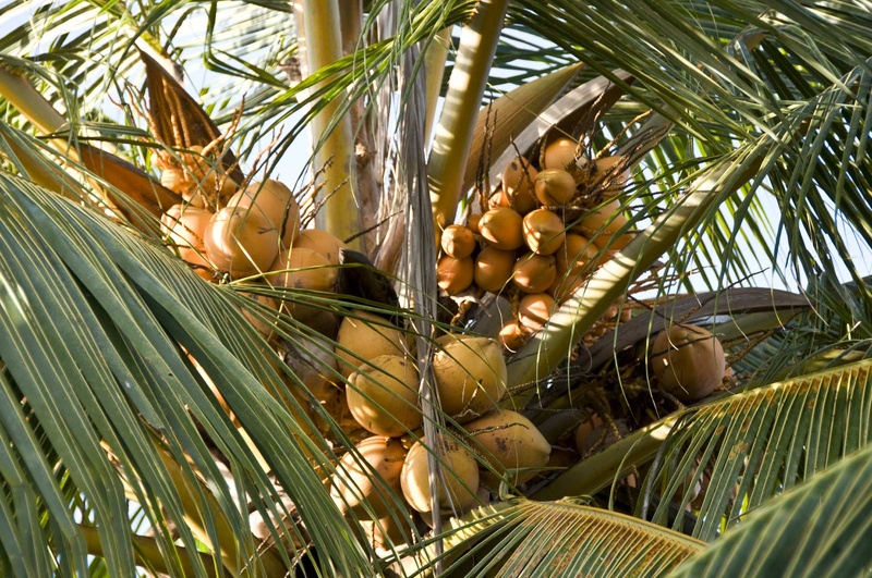 Coconuts  