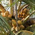 Coconuts  