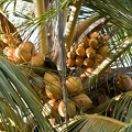 Noix de coco