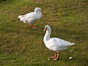 Gooses 