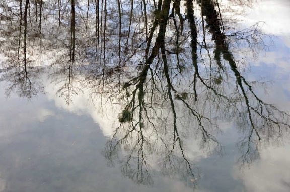 Peat bog. L'Herretang, Saint-Joseph de Rivière  