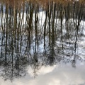 Peat bog. L'Herretang, Saint-Joseph de Rivière  