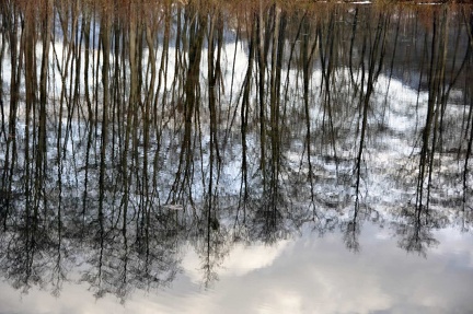 Peat bog. L'Herretang, Saint-Joseph de Rivière  