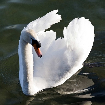  Cygne sur le lac Léman 