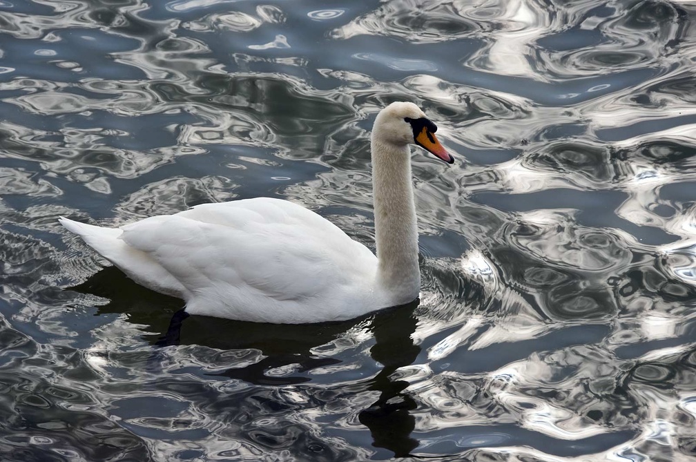 Cisne en el lago Lemán