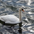 Swan on Lake Geneva  